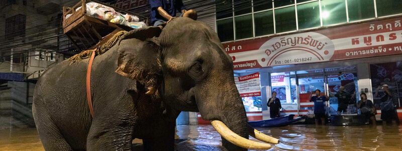 Auf einem Elefanten bringt ein Mönch in Thailand Hilfsgüter (Foto aktuell). - Foto: Wason Wanichakorn/AP/dpa