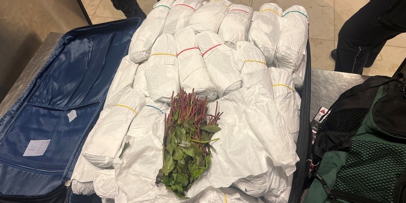 HZA-P: Zoll stoppt am Flughafen Berlin Brandenburg Reisenden mit 31 Kilogramm Kath im Gepäck / Wegen mangelnder Einreisevoraussetzungen der Bundespolizei übergeben - Foto: presseportal.de