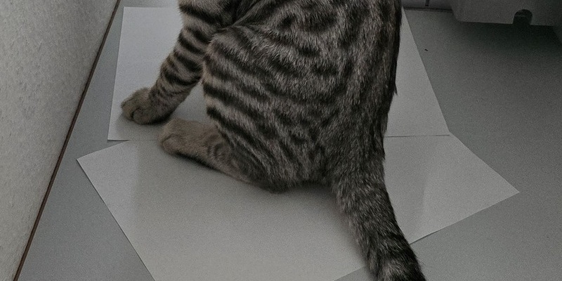 POL-MA: Heidelberg: Fund zweier Babykatzen - Besitzer gesucht - Foto: presseportal.de