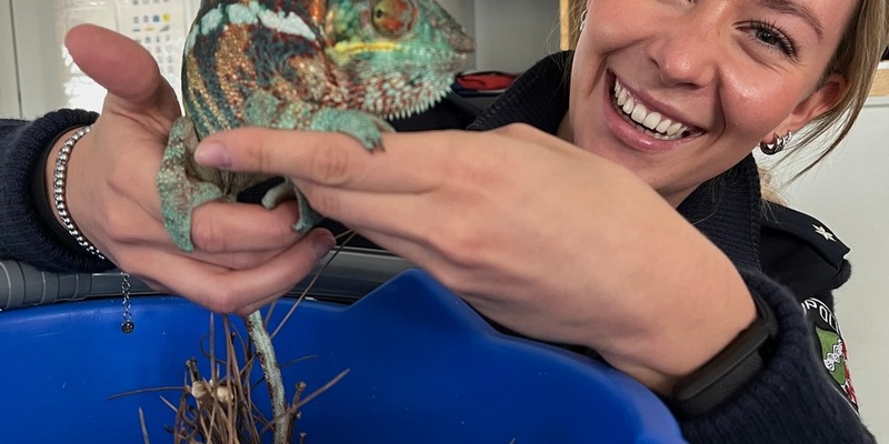 POL-DU: Buchholz: Chamäleon gefunden - Besitzer gesucht - Foto: presseportal.de