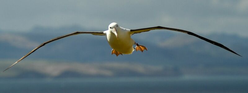 Auf den Heard- und McDonaldinseln leben viele Albatrosse. (Symbolbild) - Foto: Guo Lei/XinHua/dpa