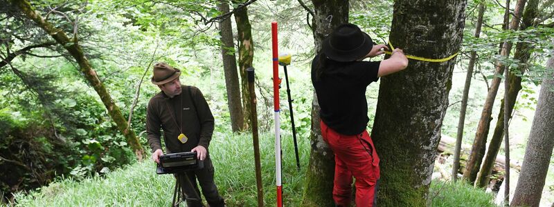 Für den Bericht wird eine Stichprobe des Waldes untersucht. - Foto: Angelika Warmuth/dpa