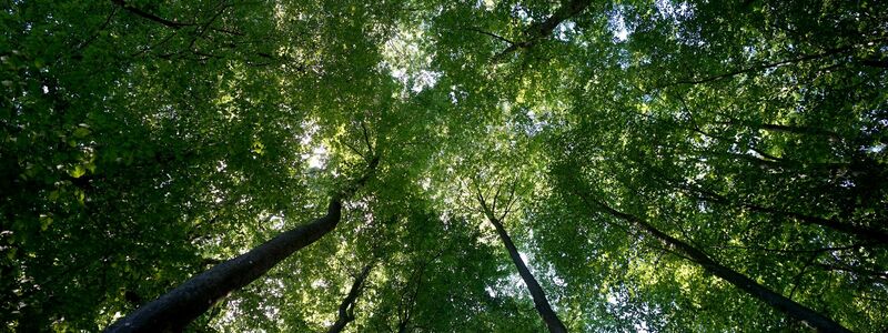 Der Wald sei mittlerweile zu einer Kohlenstoffquelle geworden, sagt Bundeslandwirtschaftsminister Cem Özdemir. - Foto: Marcus Brandt/dpa