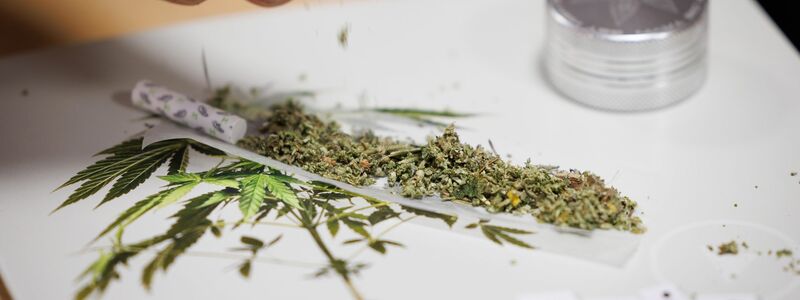 Seit 1. Juli können Erwachsene in nicht-kommerziellen «Anbauvereinigungen» Cannabis gemeinsam anbauen und untereinander zum Eigenkonsum abgeben. Zuvor müssen sie allerdings eine Erlaubnis beantragen. - Foto: Friso Gentsch/dpa