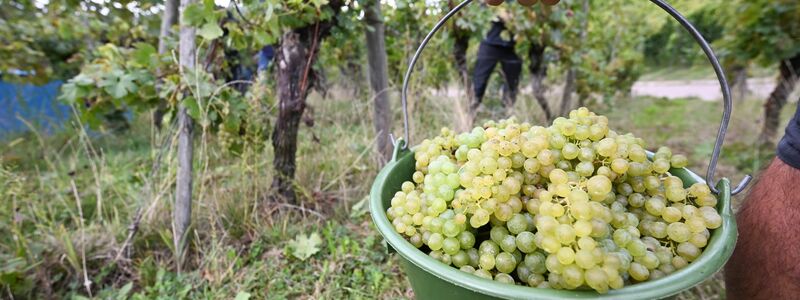 Die Weinernte 2024 fällt voraussichtlich fast fünf Prozent geringer aus als im Vorjahr. (Archivbild) - Foto: Bernd Weißbrod/dpa