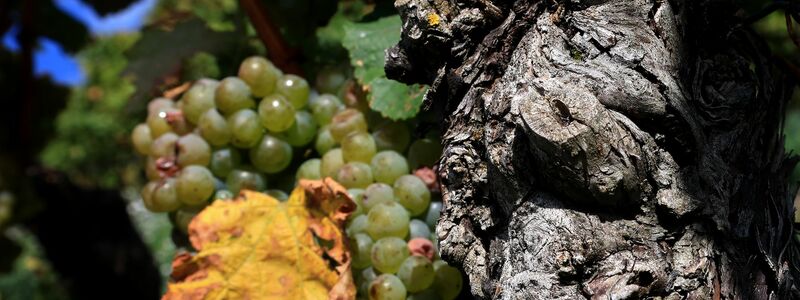 Extreme Wetterlagen wirken sich auf die Weinlese für den Jahrgang 2024 aus. (Archivbild) - Foto: Karl-Josef Hildenbrand/dpa