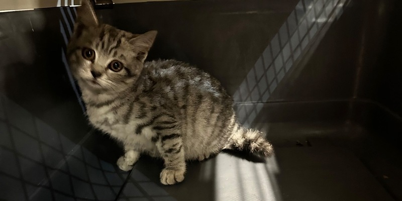 FW-M: Nur einen Katzensprung entfernt (Schwabing) - Foto: presseportal.de