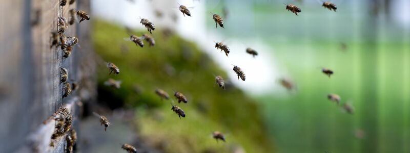 Nur wenn es trocken ist, fliegen die Bienen aus dem Bienenstock. (Archivbild) - Foto: Sven Hoppe/dpa