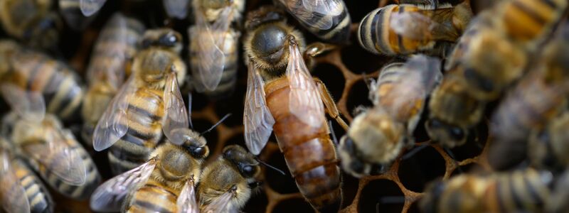 Den Zementhonig können die Bienen nicht verdauen. (Archivbild) - Foto: Robert Michael/dpa