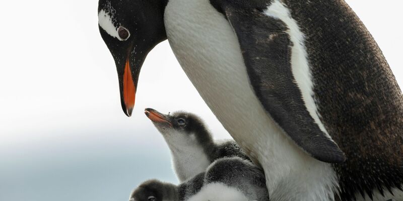 Das Weddellmeer mit seiner dramatischen Landschaft ist auch Ziel für Touristen. - Foto: John Weller/dpa