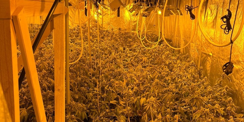 POL-K: 241014-1-K Professionelle Cannabisplantage entdeckt und 600 Pflanzen sichergestellt - zwei Tatverdächtige festgenommen und Kellerräume sowie Privatwohnungen durchsucht - Foto: presseportal.de