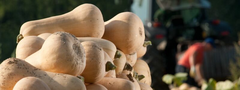 Der Name ist Programm: Die Vorzüge des Butternut-Kürbisses ist sein milder nussigbuttriger Geschmack. - Foto: Klaus-Dietmar Gabbert/dpa-tmn