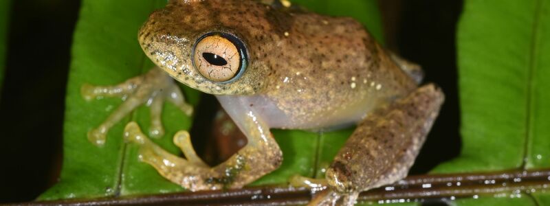 Die Suche nach den neuen Froscharten führte die Forschungsgruppe in abgelegene Wälder. - Foto: Miguel Vences/dpa