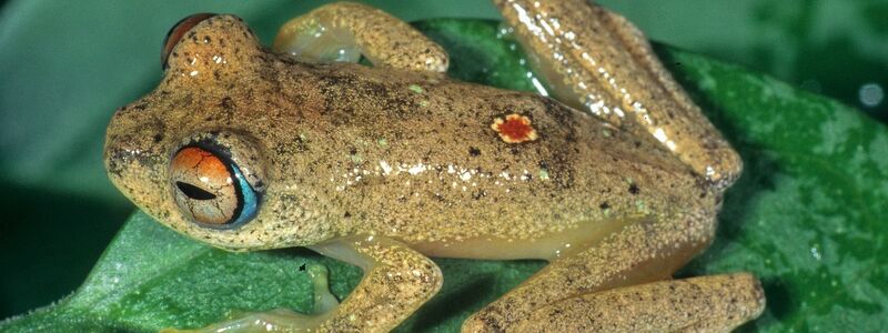 Fans der Science-Fiction-Serie «Star Trek» könnten sich bei den Frosch-Lauten an Geräusche des fiktiven Tricoders erinnert fühlen.  - Foto: Miguel Vences/Frank Glaw/dpa