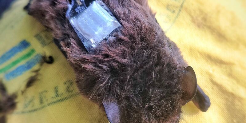 Die Sender werden auf den Fledermäusen befestigt und geben über das Mobilfunknetz regelmäßig Signale ab. - Foto: Carolin Scholz/Leibniz-IZW/dpa