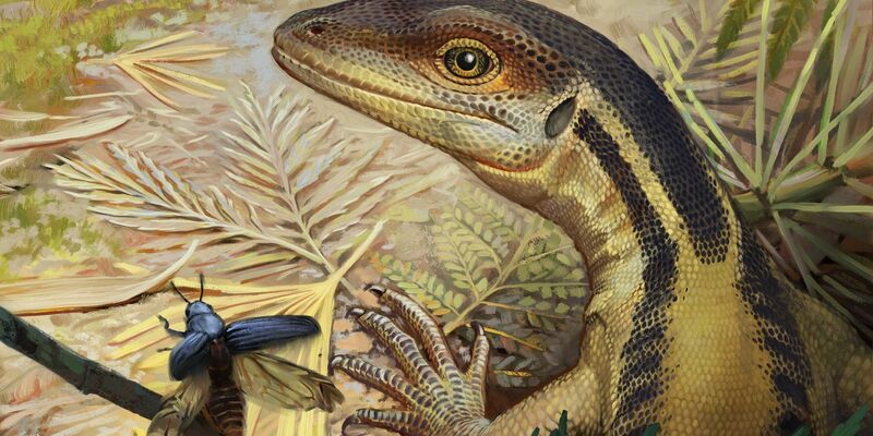 So könnte ein Reptil ausgesehen haben, das ein Vorfahr aller heutigen Reptilien war. (Illustration) - Foto: -/Universität Tübingen/dpa