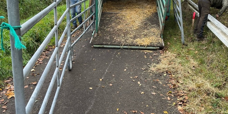 POL-UN: Schwerte - Ausgebüxtes Tier - Foto: presseportal.de