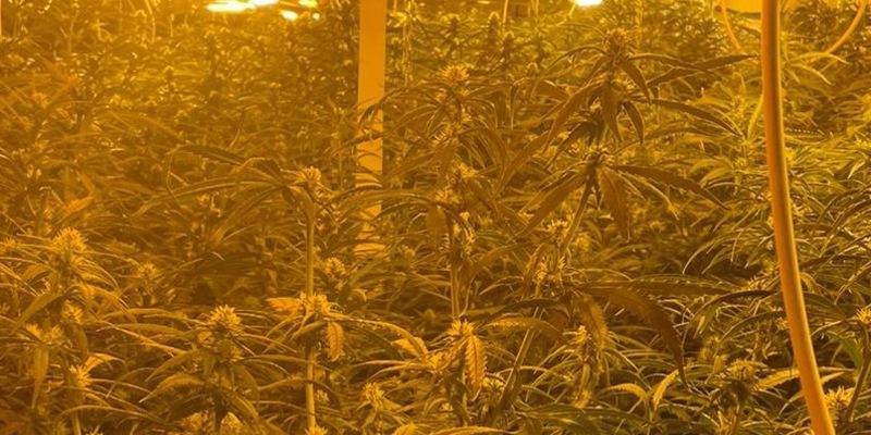 POL-MG: Nach Zeugenhinweis: Kriminalpolizei entdeckt Cannabis-Plantage - Foto: presseportal.de