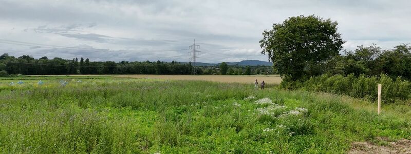 Versuch draußen auf einer Wiese: Forschende verfolgen den Flug von Bienen. - Foto: -/Straw Lab/dpa