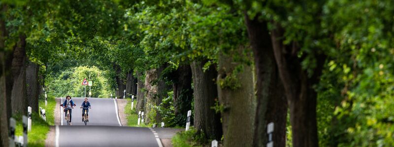 Mit ihren mächtigen Kronen sorgen Alleen für einen Tunneleffekt (Archivbild). - Foto: Jens Büttner/dpa