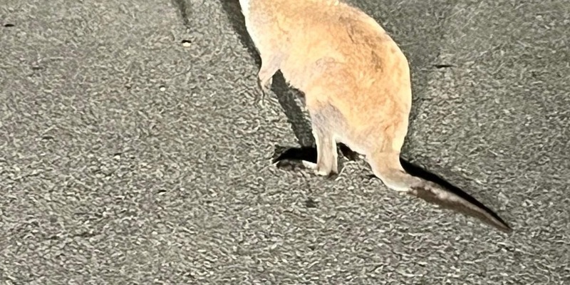 POL-DA: Grasellenbach-Wahlen: Känguru an Bushaltestelle - Foto: presseportal.de
