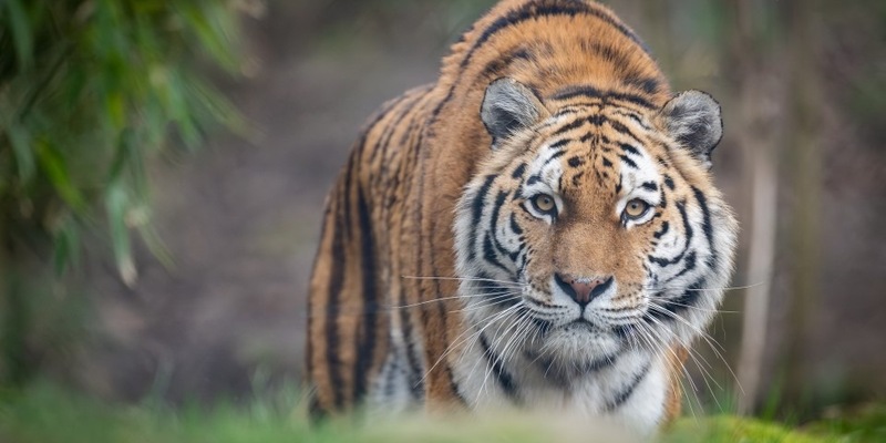 Zoos wollen keine Museen für ausgestorbene Tiere werden / Verband der Zoologischen Gärten (VdZ) zur UN-Biodiversitätskonferenz in Kolumbien - Foto: presseportal.de
