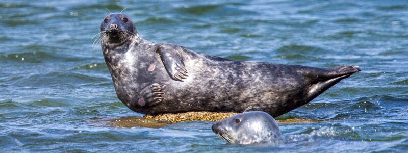 Vor der Ostküste Rügens wurden ungewöhnlich viele tote Kegelrobben entdeckt. Die Todesursache wird untersucht.   - Foto: Jens Büttner/dpa