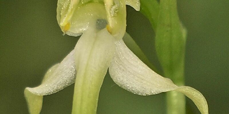 Die Orchidee des Jahres 2025 hat einen besonderen Duft. - Foto: Adolf Riechelmann/AHO Bayern/dpa