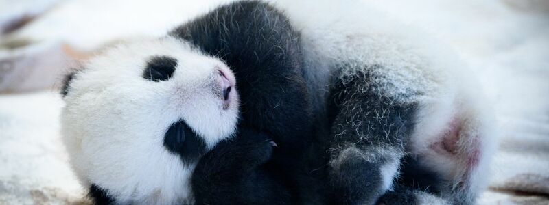 Knapp zwei Monate sind die Panda-Babys alt - und mittlerweile können sie auch die Augen öffnen. (Archivbild) - Foto: Bernd von Jutrczenka/dpa