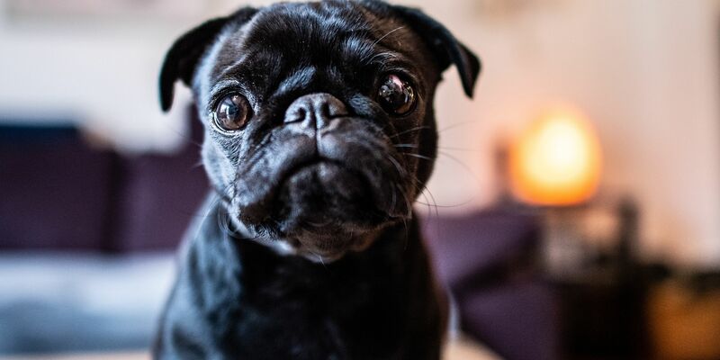 Vor dem Oberlandesgericht in Hamm hat eine Verhandlung nach Schadenersatzforderungen der Hundekäuferin begonnen (Foto Archiv). - Foto: Guido Kirchner/dpa