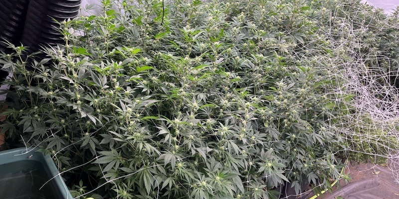 POL-D: Großeinsatz in NRW-Städten - Erfolgreicher Schlag gegen organisierte Rauschgiftkriminalität - 16 Objekte durchsucht - Drei Festnahmen - Plantagen ausgehoben - Vermögensarreste vollstreckt - Foto: presseportal.de