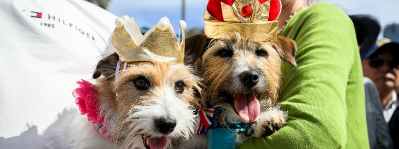 Mit Krönchen warteten die Hunde Lucy und Larry auf den royalen Besuch. - Foto: Bianca De Marchi/AAP/dpa