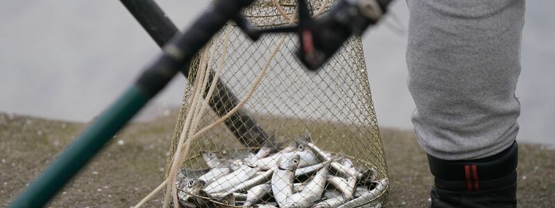 Eine Reuse mit zahlreichen Heringen steht neben einem Angler im Kieler Hafenbecken. (Archivbild) - Foto: Marcus Brandt/dpa