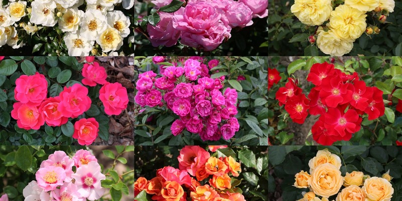 ADR-Rosen 2024: Neun Sorten erhalten das begehrte Gütezeichen - Foto: presseportal.de