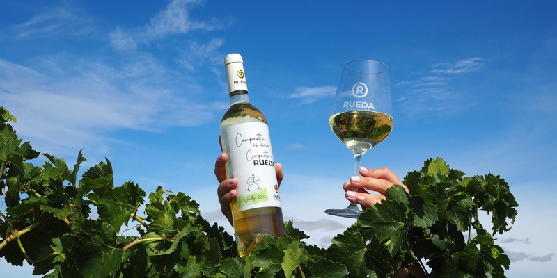 Vorfreude auf Weißwein aus der spanischen Anbauregion Rueda: Die Weinlese verheißt einen ausgezeichneten Jahrgang - Perfekte Bedingungen ermöglichte es den Trauben, langsam und gleichmäßig zu reifen - Foto: presseportal.de