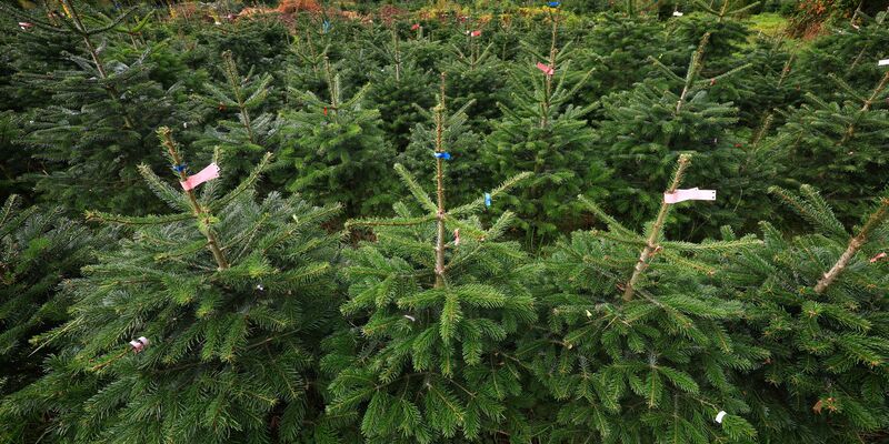 Bundesweit werden dem Verband zufolge jährlich zwischen 23 und 25 Millionen Weihnachtsbäume verkauft. (Archivfoto) - Foto: Karl-Josef Hildenbrand/dpa