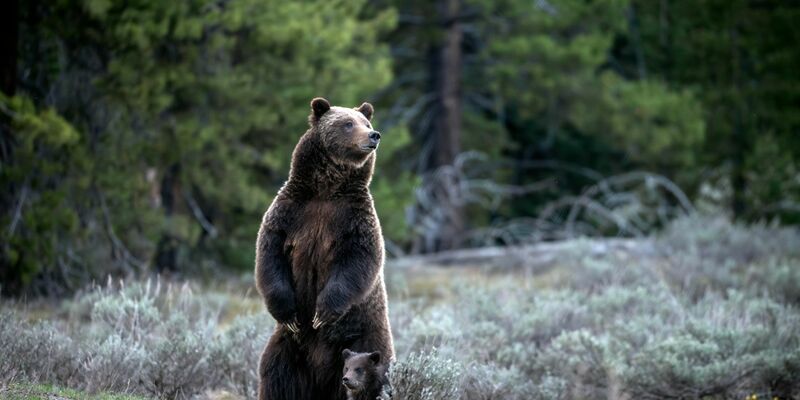 Menschen aus aller Welt reisten nach Wyoming, um die Bärin und ihren Nachwuchs zu Gesicht zu bekommen. - Foto: C. Adams/Grand Teton National Park/AP/dpa