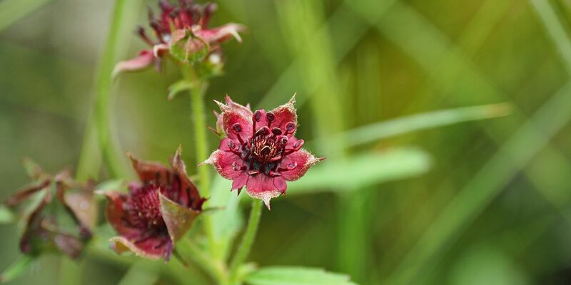 Die Wahl soll auch ein Zeichen für den Schutz von Mooren setzen. - Foto: Julian Denstorf/Loki Schmidt Stiftung/dpa