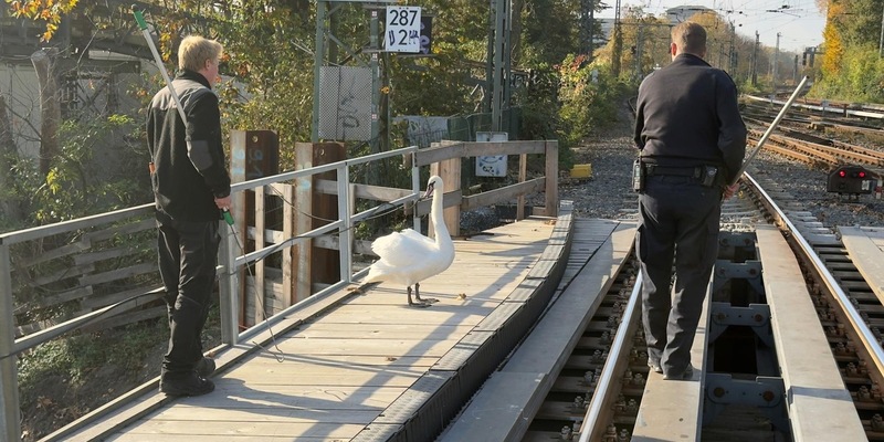 BPOL-HH: Schwan aus dem Gleisbereich gerettet - Foto: presseportal.de