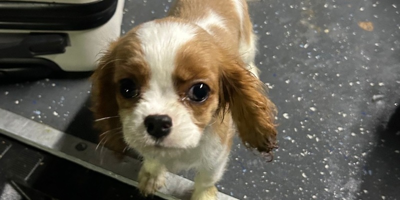 HZA-SI: ZOLL entdeckt geschmuggelten Hundewelpen - Foto: presseportal.de