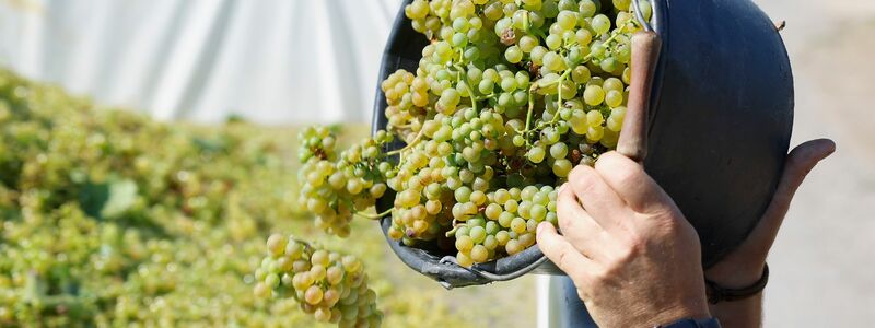 Der Weinbau ist in der Krise. (Archivbild) - Foto: Heiko Becker/dpa