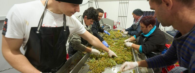 Die Weinlese fällt 2024 so gering aus wie seit Jahren nicht. (Archivbild) - Foto: Thomas Frey/dpa