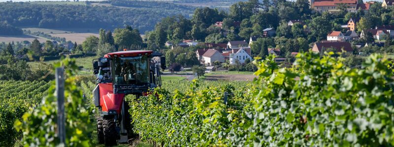 Höhere Kosten und weniger Wein-Trinker. Die Branche ist in der Krise. (Archivbild)  - Foto: Hendrik Schmidt/dpa