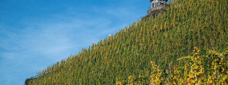 Die Grassroots-Kampagne Vitaevino verweist auf die Bedeutung von Wein als kulturelles Erbe und ländlicher Identität. (Archivbild) - Foto: Harald Tittel/dpa