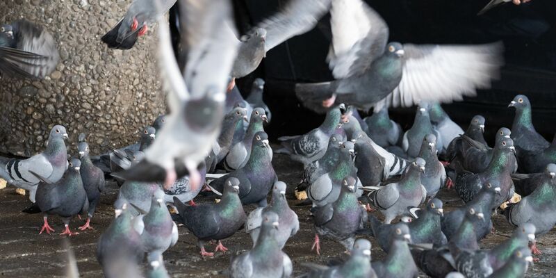 Ein Gut rettet 200 Tauben aus Limburg. (Archivfoto) - Foto: Boris Roessler/dpa