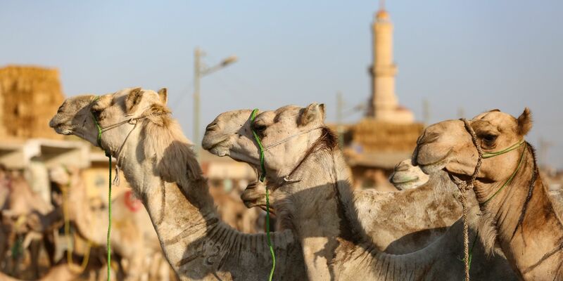 Auf dem Kamelmarkt in Giseh lässt sich der teils harte Umgang mit den Tieren beobachten. (Archivfoto) - Foto: Mahmoud Elkhwas/dpa