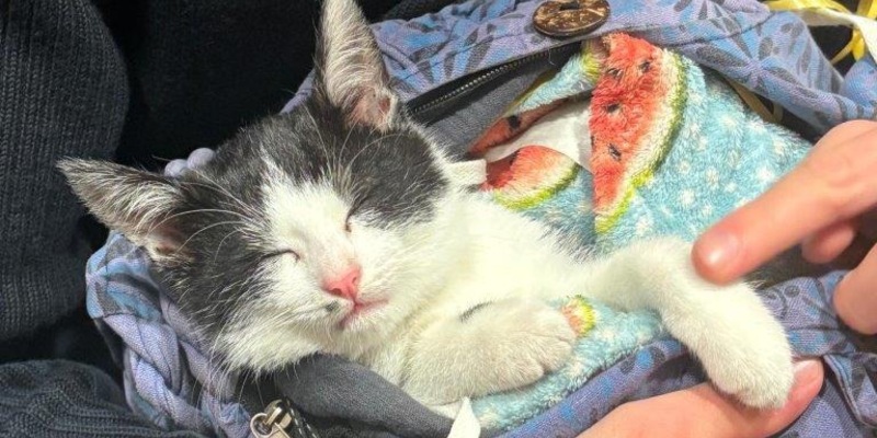 BPOLI DD: Drogenfund und Tierschutzverstoß: Bundespolizei nimmt Reisende am Hauptbahnhof Dresden fest - Foto: presseportal.de