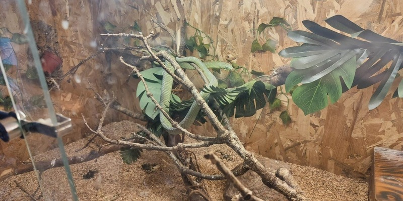 POL-KI: 241028.2 Preetz- Mitbewohnerin mit Biss - Unerlaubte Mamba schickt 29-Jährigen auf die Intensivstation - Foto: presseportal.de