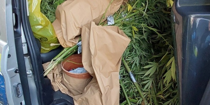 POL-NMS: 241028-2-pdnms Cannabis Ernte in Bönebüttel aufgeflogen - Foto: presseportal.de