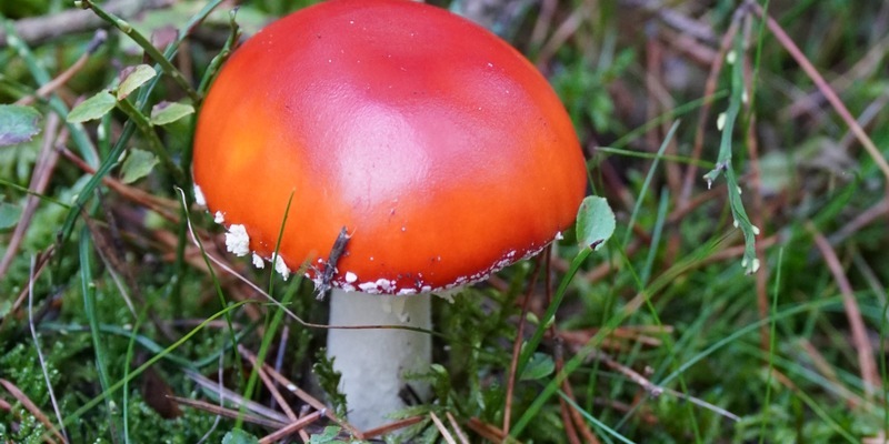 API-TH: Pilzsammlerin gerettet - Foto: presseportal.de